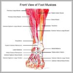 Ankle Muscles Diagram Image | Anatomy System - Human Body Anatomy ...