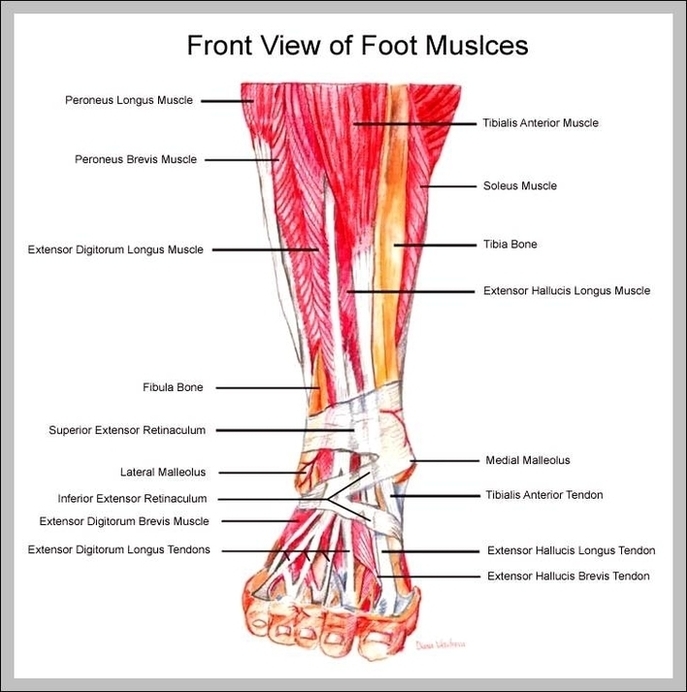 Ankle Muscles Diagram Image