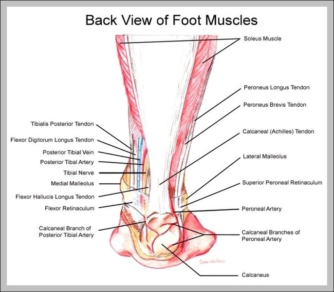 Ankle Muscles Image