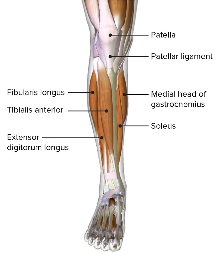Anterior Compartment Muscles Of The Leg