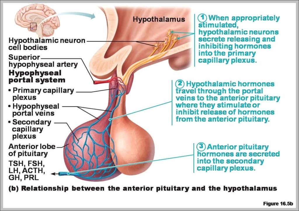 Anterior Lobe Of The Pituitary Gland Image