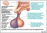 Anterior Lobe Of The Pituitary Gland Image