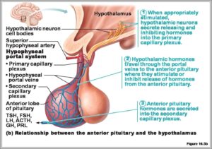 Anterior Lobe Of The Pituitary Gland Image | Anatomy System - Human ...