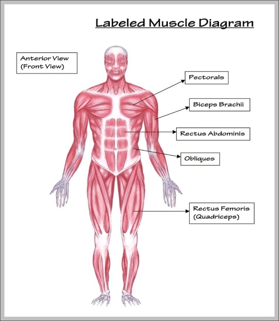 Anterior Muscles Image