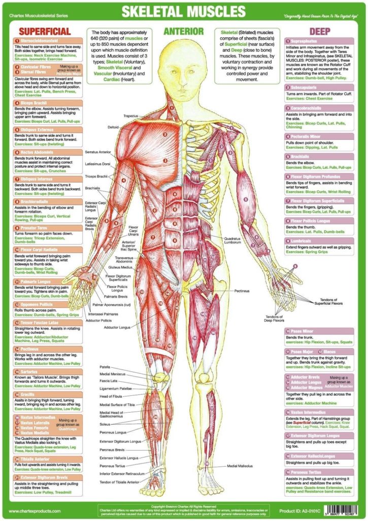 Anterior Torso Muscles Illustration