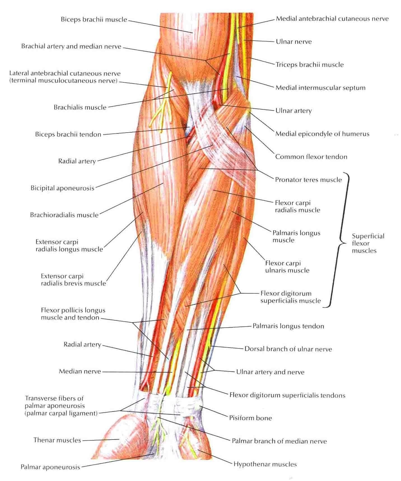 Anterior Torso Muscles Illustration Explanation