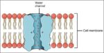 Aquaporin Water Channel