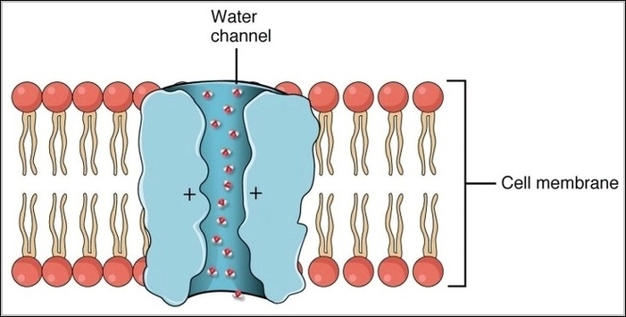 Aquaporin Water Channel