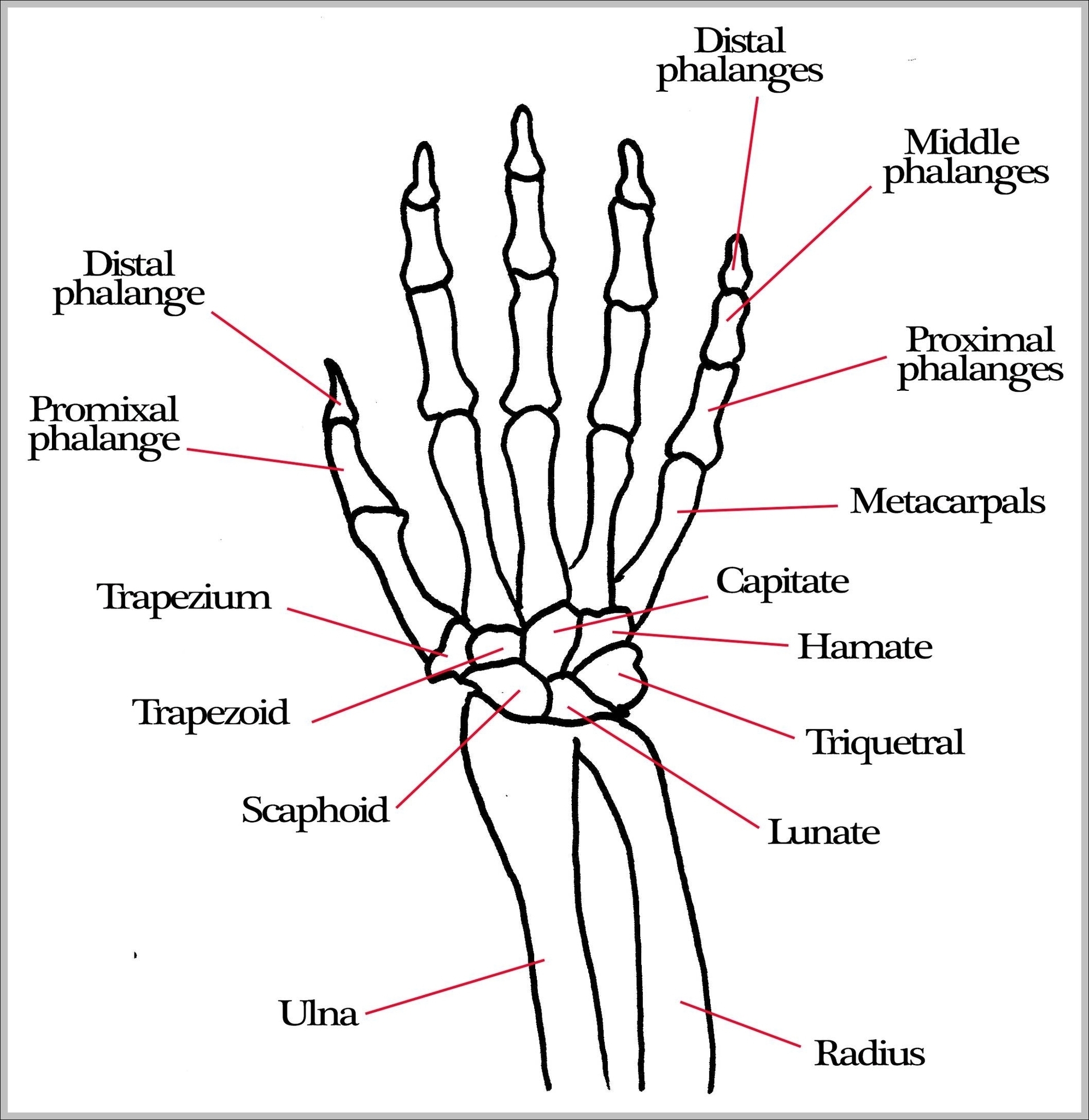 Arm And Hand Bones Image