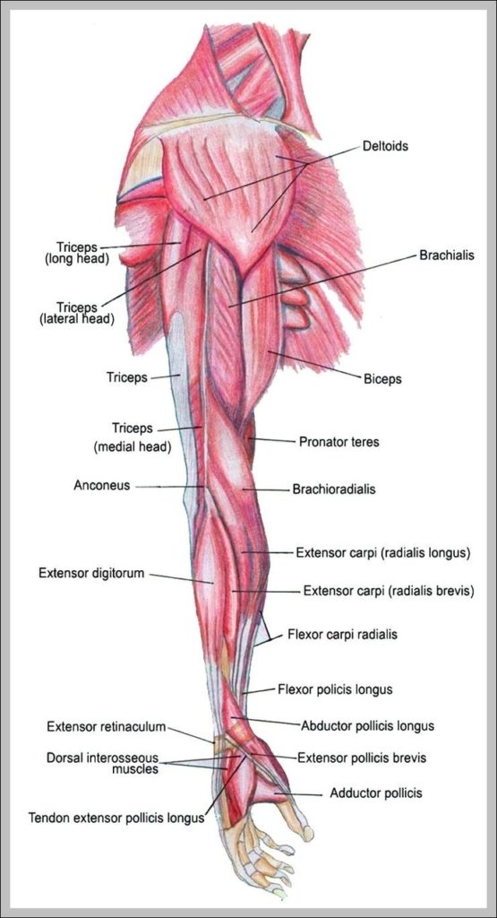 Arm Muscles Diagram Image