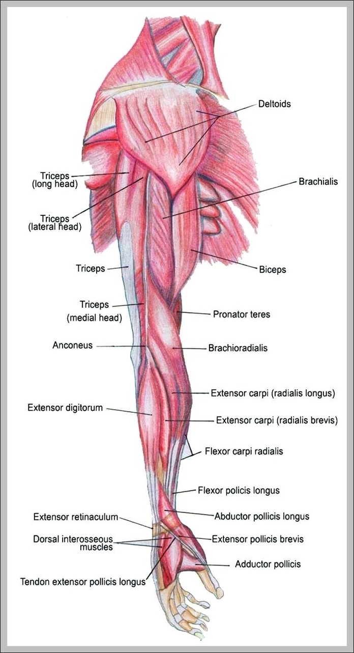 Arm Muscles Diagram Image