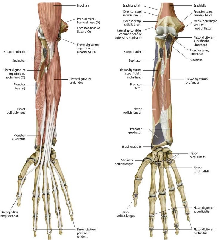Arm Muscles and bones diagram