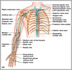 Arm Vein Anatomy Image