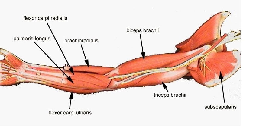 Arm muscles diagram