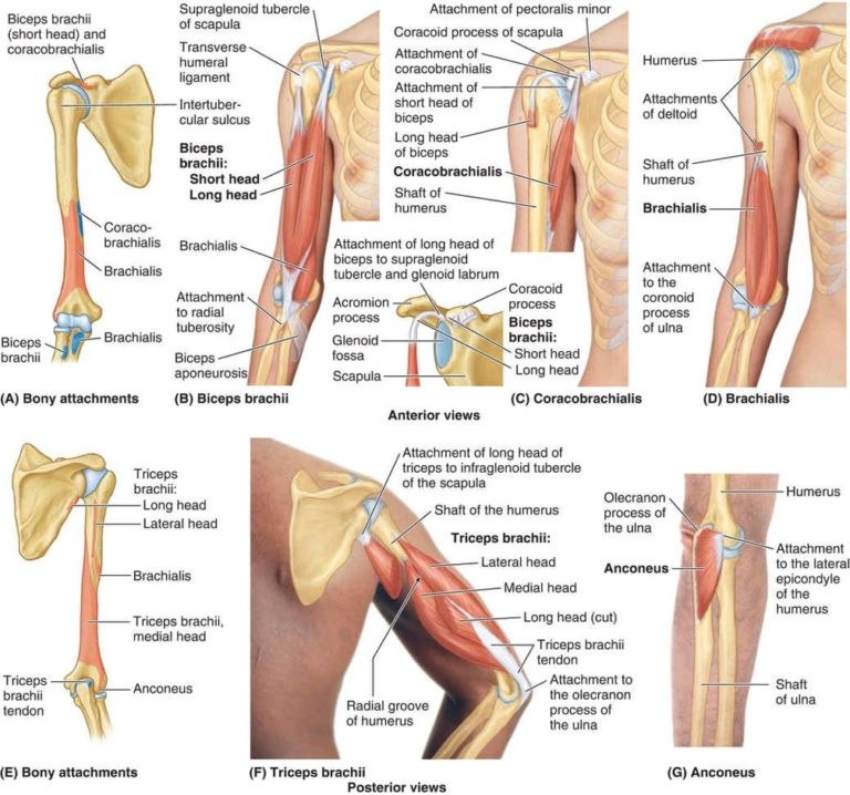 Arm muscles explained Anatomy System Human Body Anatomy diagram and