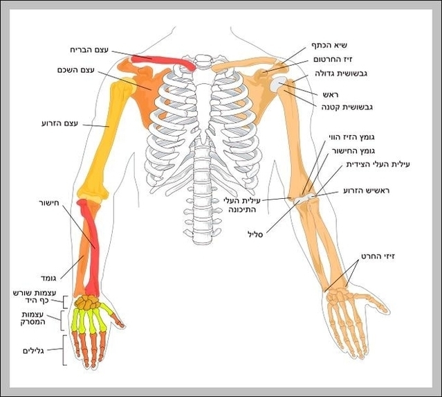 Arms Bones Image