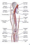 Arteries Of The Lower Limb