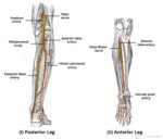 Arteries Of The Lower Limb Illustration