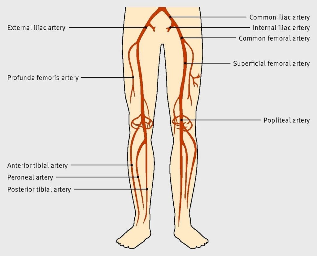 Arteries Of The Lower Limb Representation