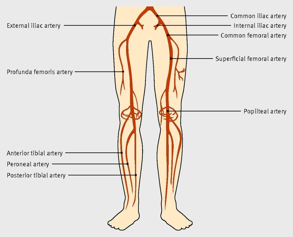 Arteries Of The Lower Limb Representation