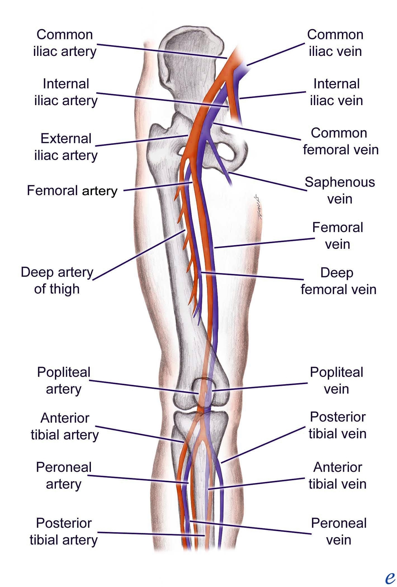 Arteries Of The Lower Limb
