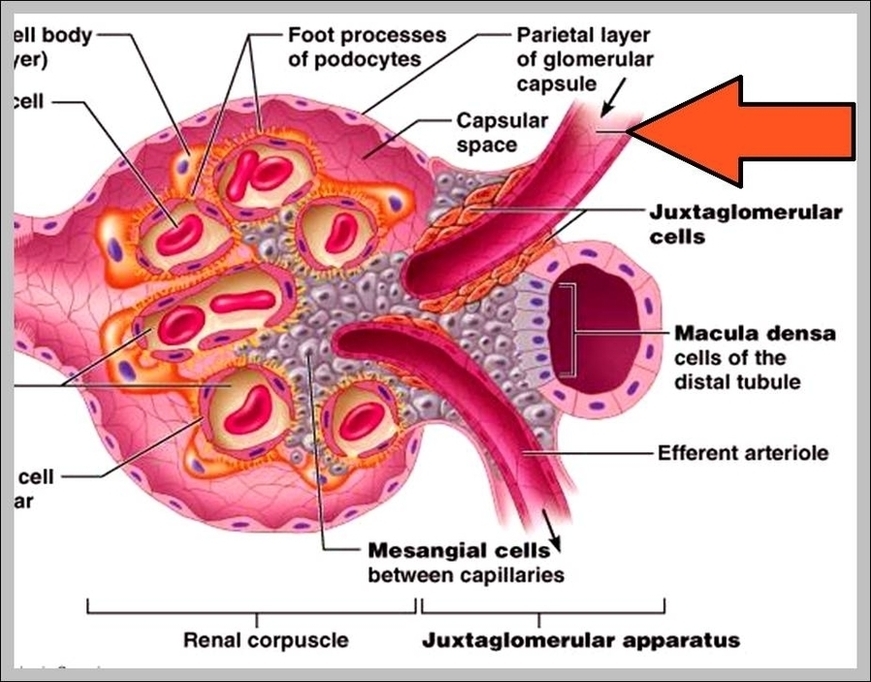 Arteriole Image