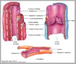 Artery And Vein Image