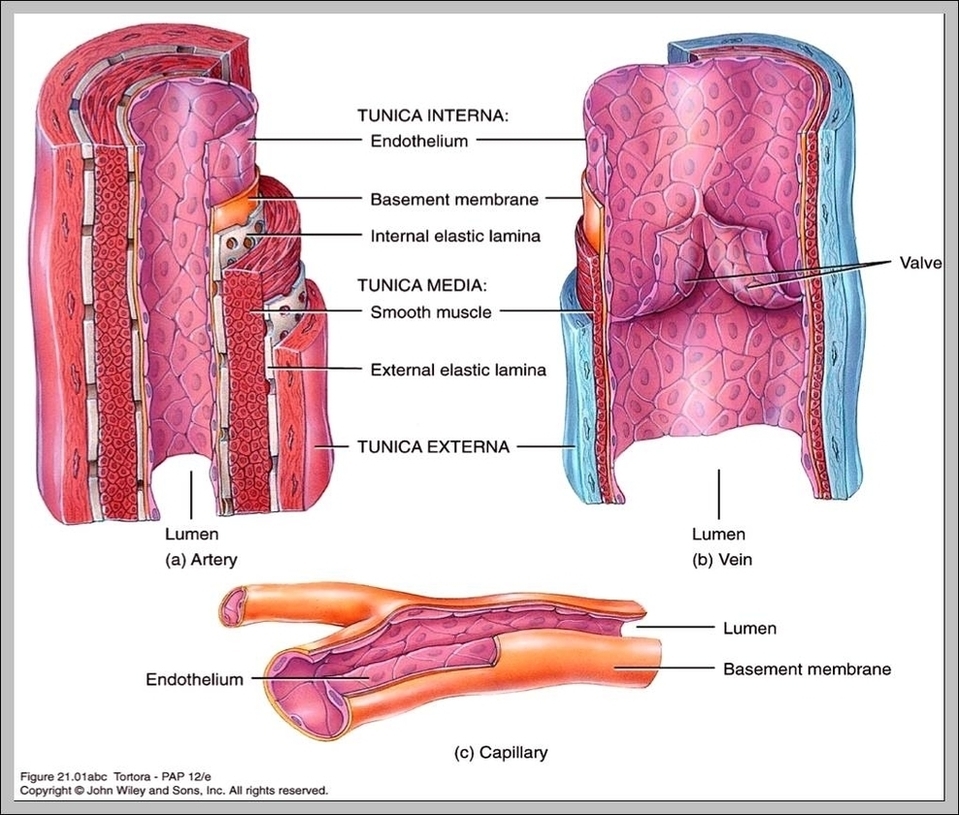 Artery And Vein Image