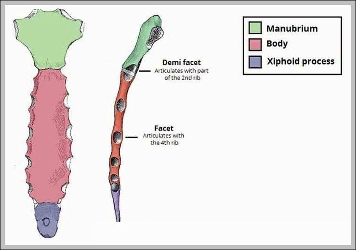 Articulations and Parts of the Sternum Diagram