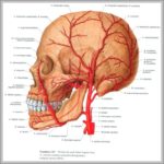 Atlas Anatomy Image