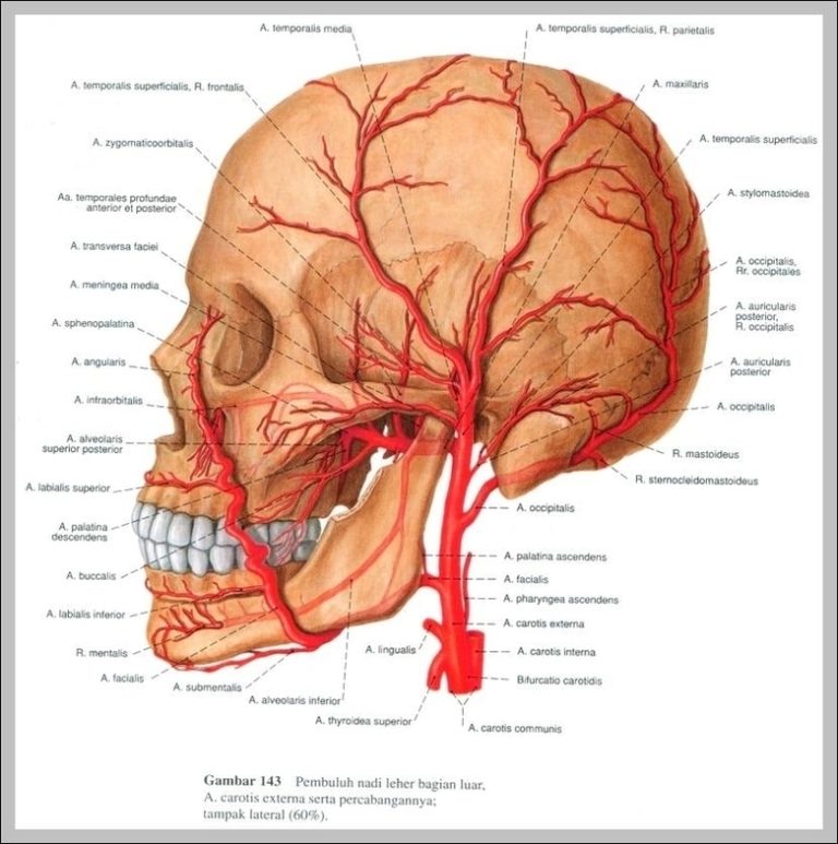 Atlas Anatomy Image | Anatomy System - Human Body Anatomy diagram and ...