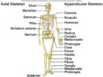 Axial And Appendicular Skeleton Bones