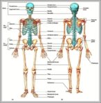 Axial Skeleton Pictures Image