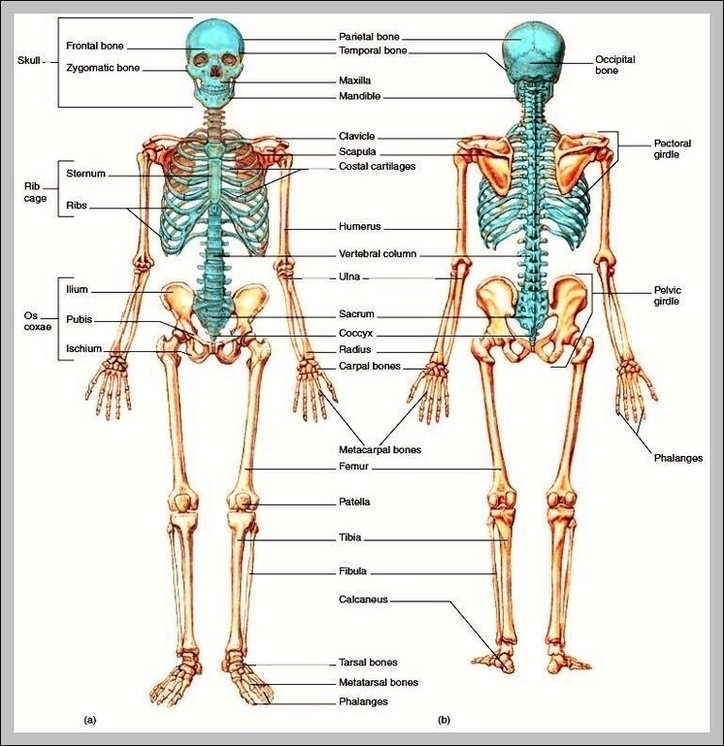 Axial Skeleton Pictures Image