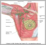 Axillary Nodes Image