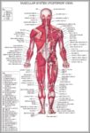 Back Muscle Anatomy Chart Image