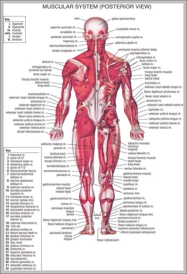 Back Muscle Anatomy Chart Image