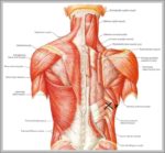 Back Rib Cage Image