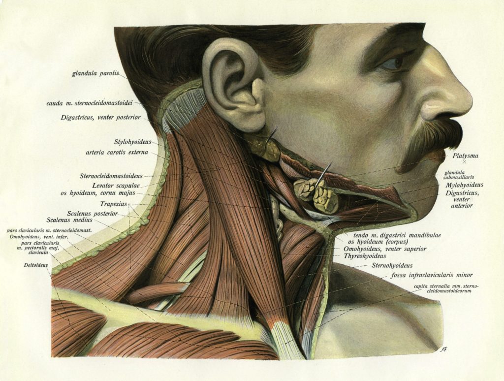 Biceps Brachii Muscle Clarified