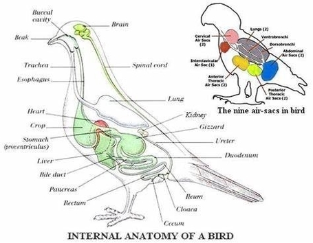 Bird Internal Anatomy Diagram