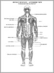 Blank Diagram Of The Human Body Image