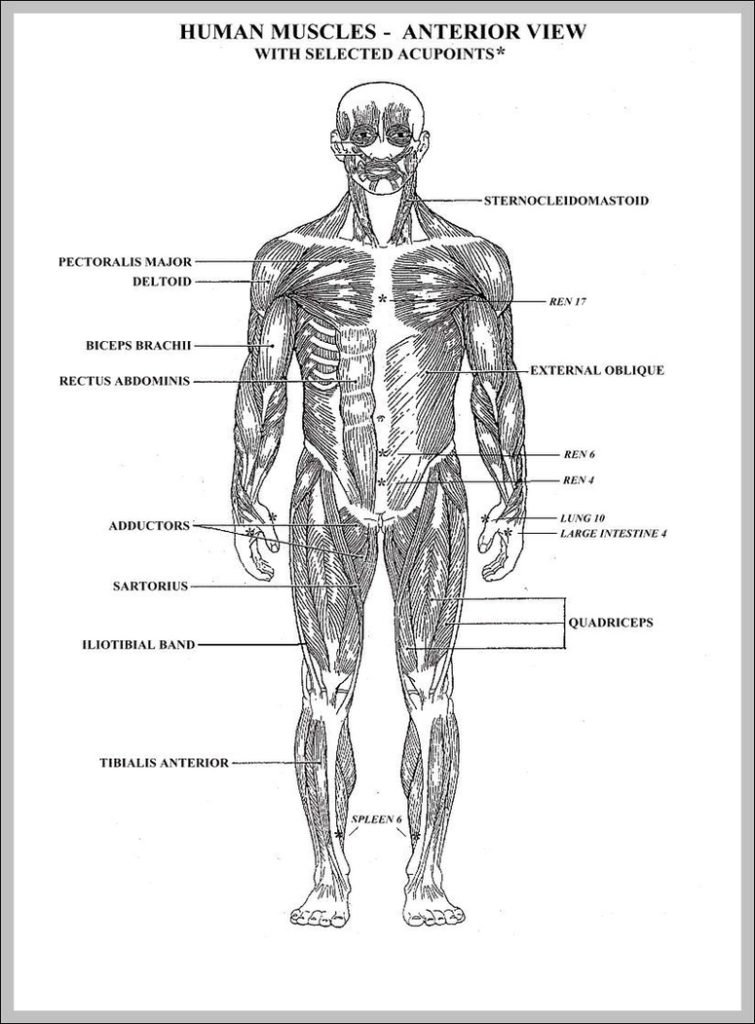 Blank Diagram Of The Human Body Image Anatomy System Human Body