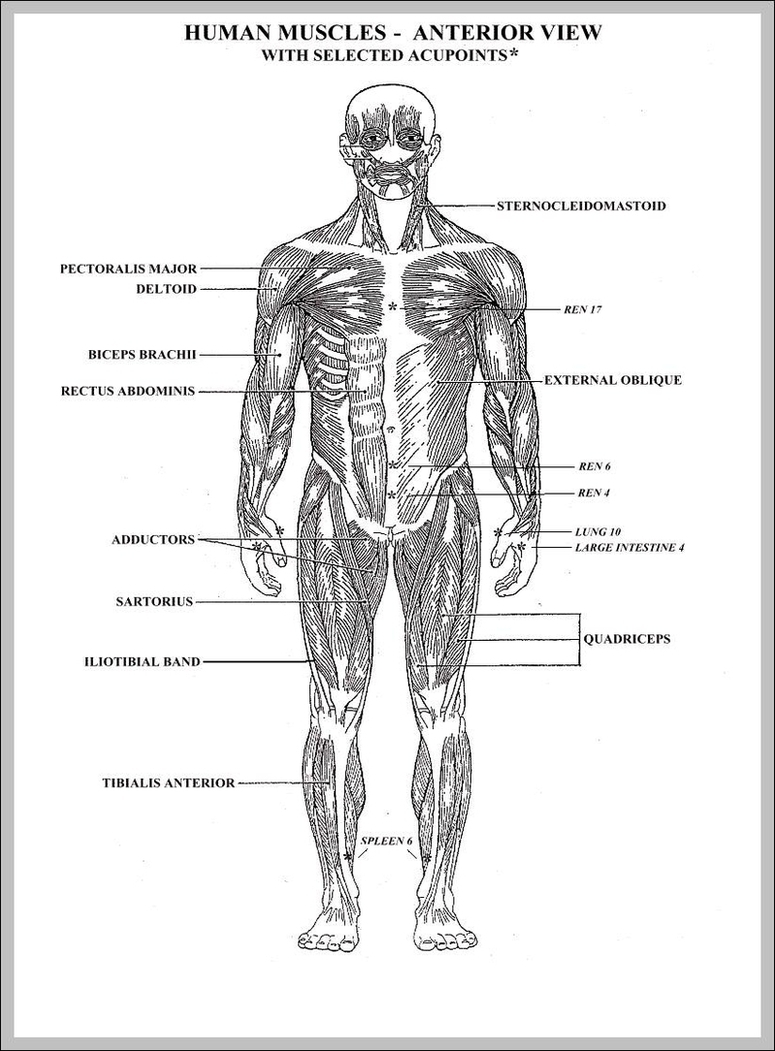 Blank Diagram Of The Human Body Image