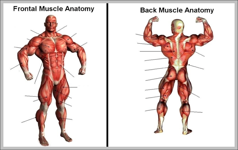 Blank Muscle Diagram Image