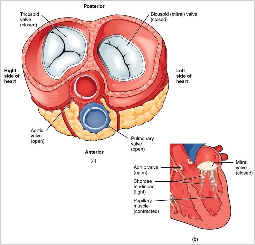 Blood Flow Contracted Ventricles
