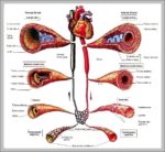 Blood Vessel Image