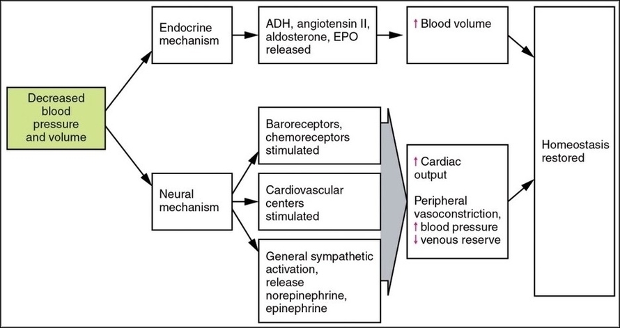 Blood Volume Loss and Homeostasis