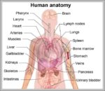 Body Anatomy Chart Organs Image