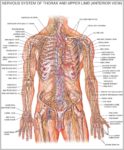 Body Anatomy Diagram Image