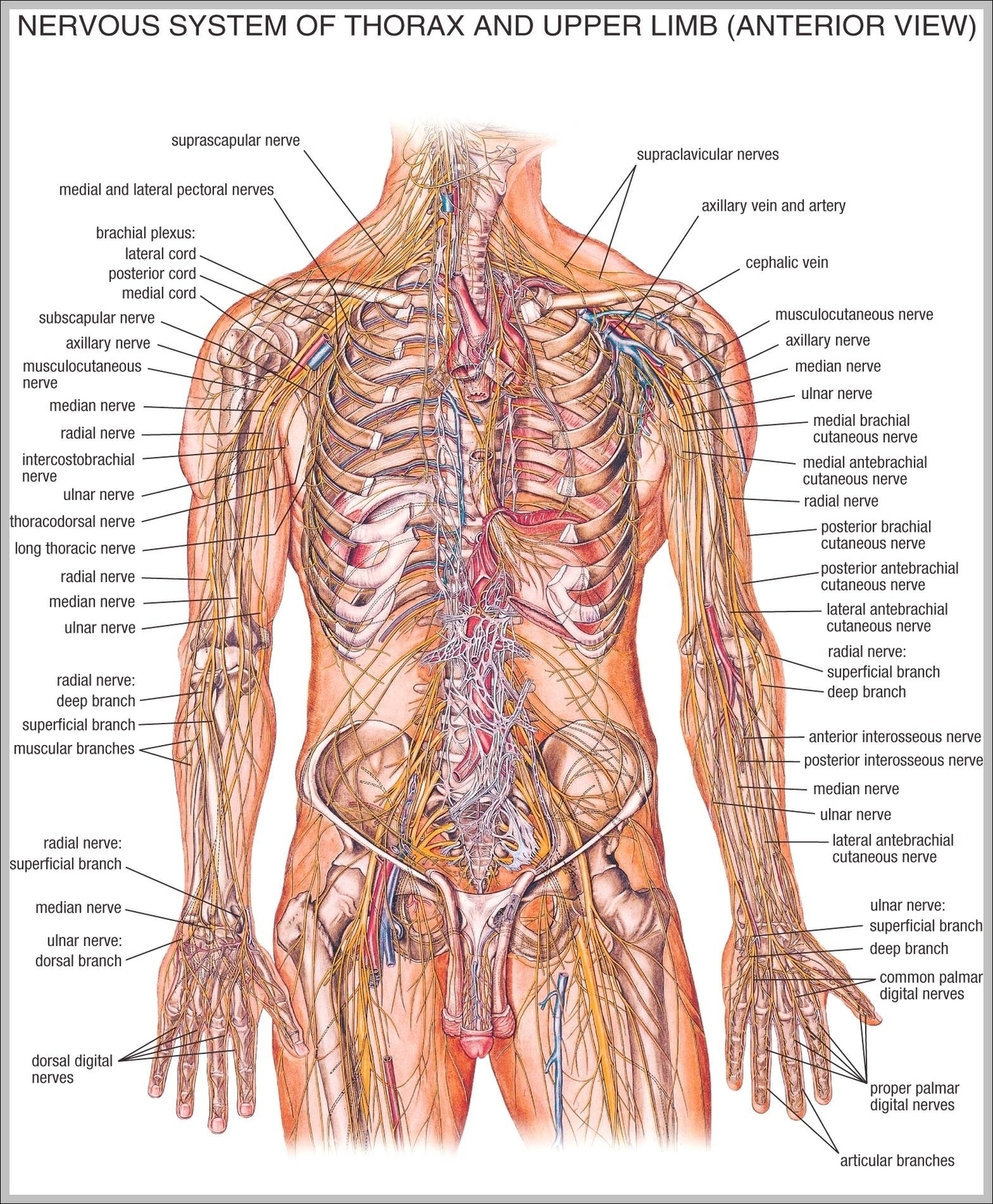 Body Anatomy Diagram Image